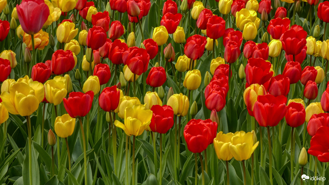 Piros és Sárga tulipánok