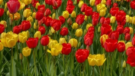 Piros és Sárga tulipánok