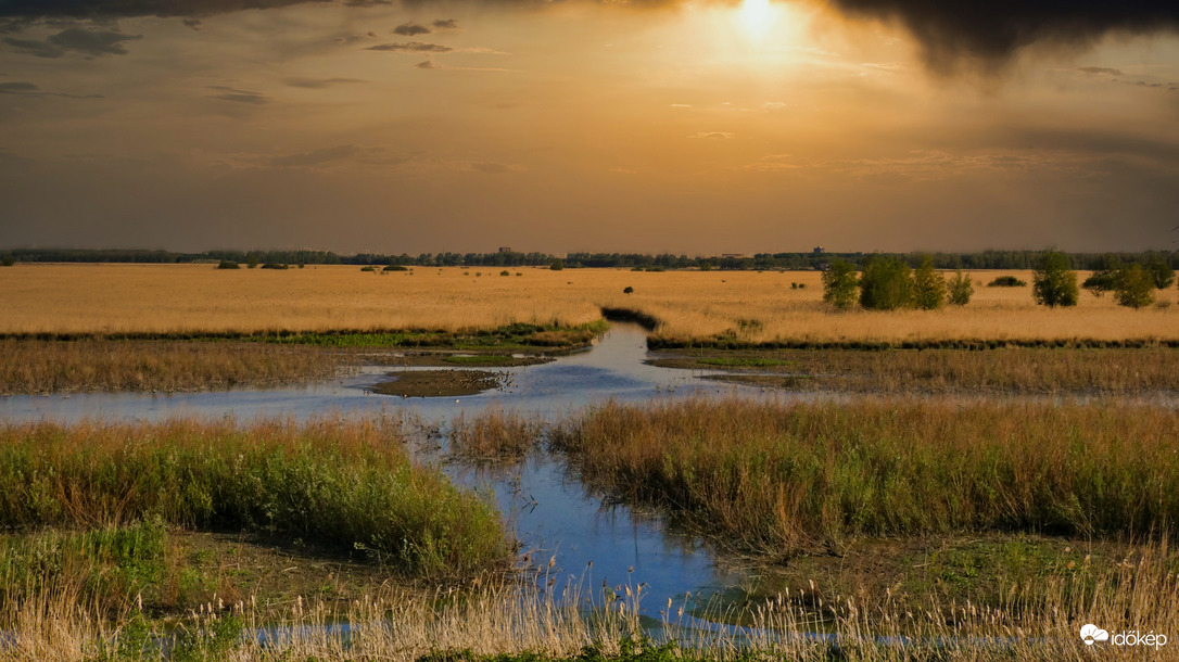 Oostvaardersplassen, Almere.