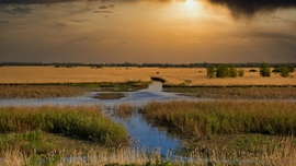 Oostvaardersplassen, Almere.
