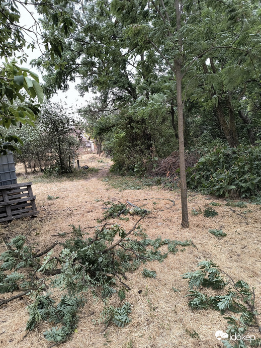 Kamut