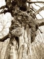 Egy Szilvásváradi öreg fa