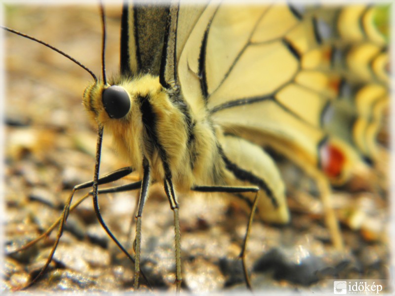 Az ormányos pillangó