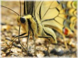 Az ormányos pillangó