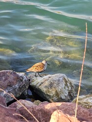 Balatonvilágos