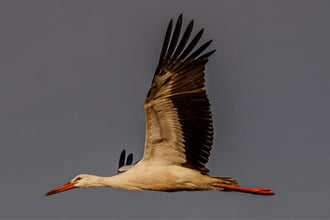 Cegléd