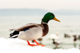 dduck fotója