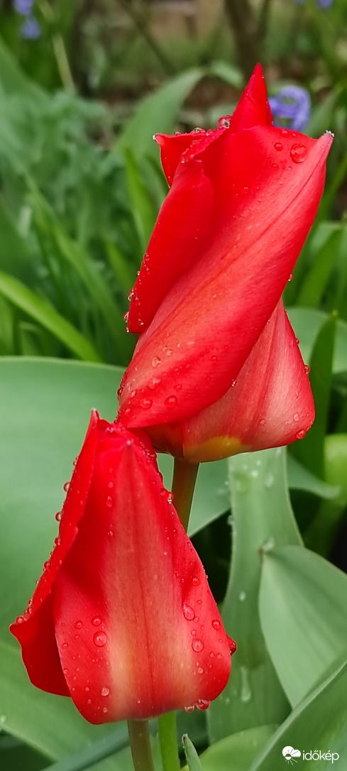 Tulipán esőben 