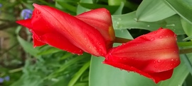 Tulipán esőben 