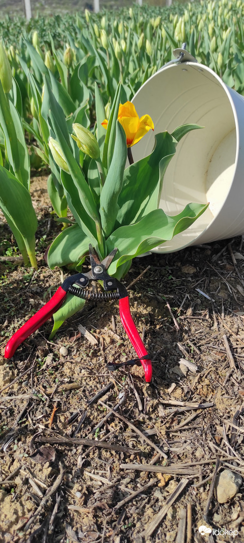 Tulipánkert