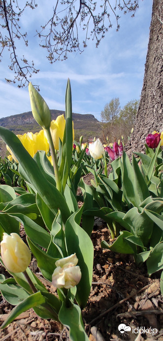 Tulipánkert 