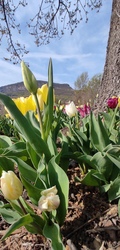 Tulipánkert 