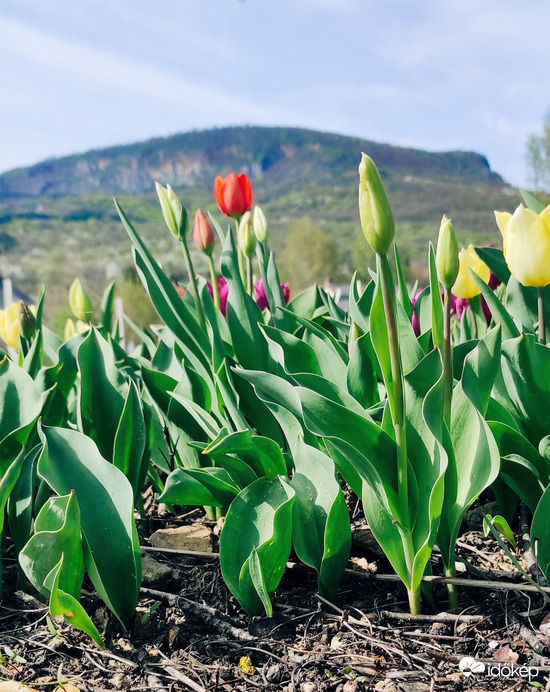 Tulipánkert 
