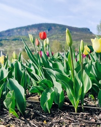 Tulipánkert 