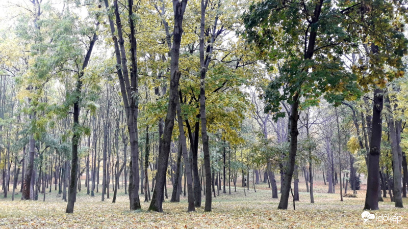Ősz a parkban