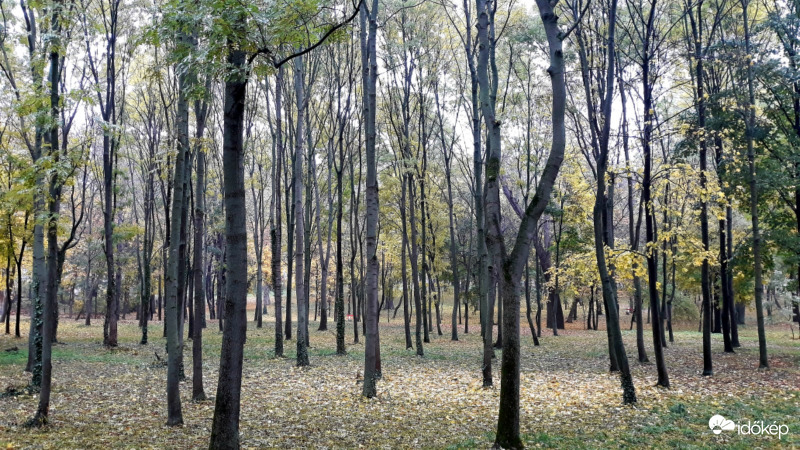 Ősz a parkban