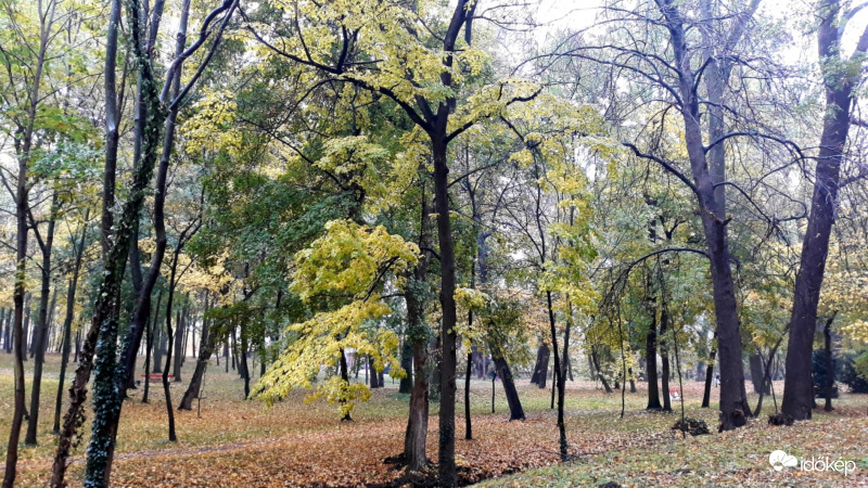Ősz a parkban
