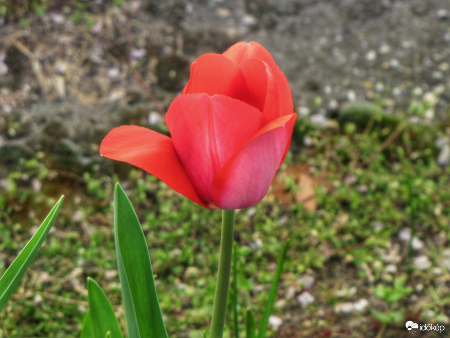 A magányos tulipán