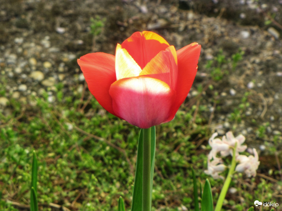 A magányos tulipán