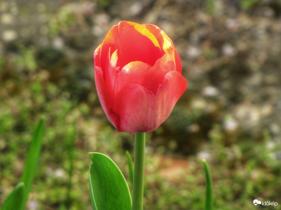 A magányos tulipán