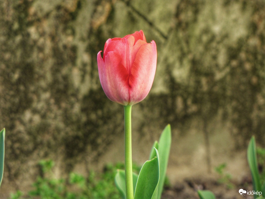 A magányos tulipán
