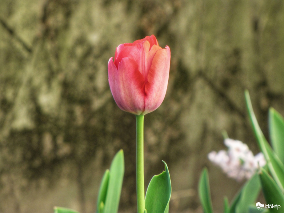 A magányos tulipán