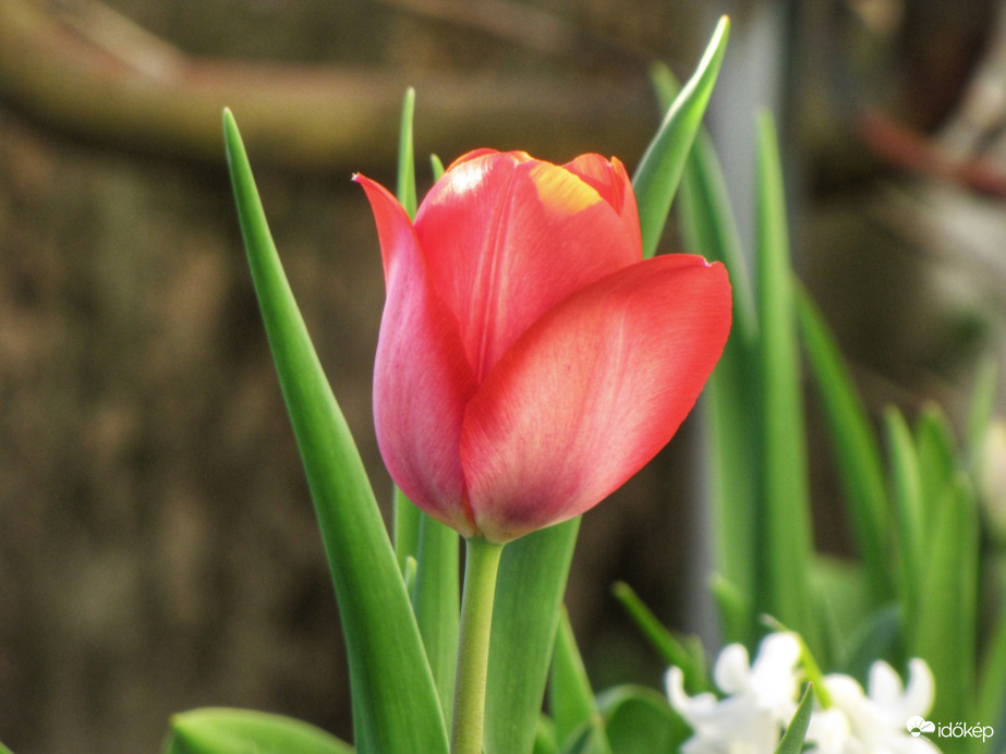 A magányos tulipán