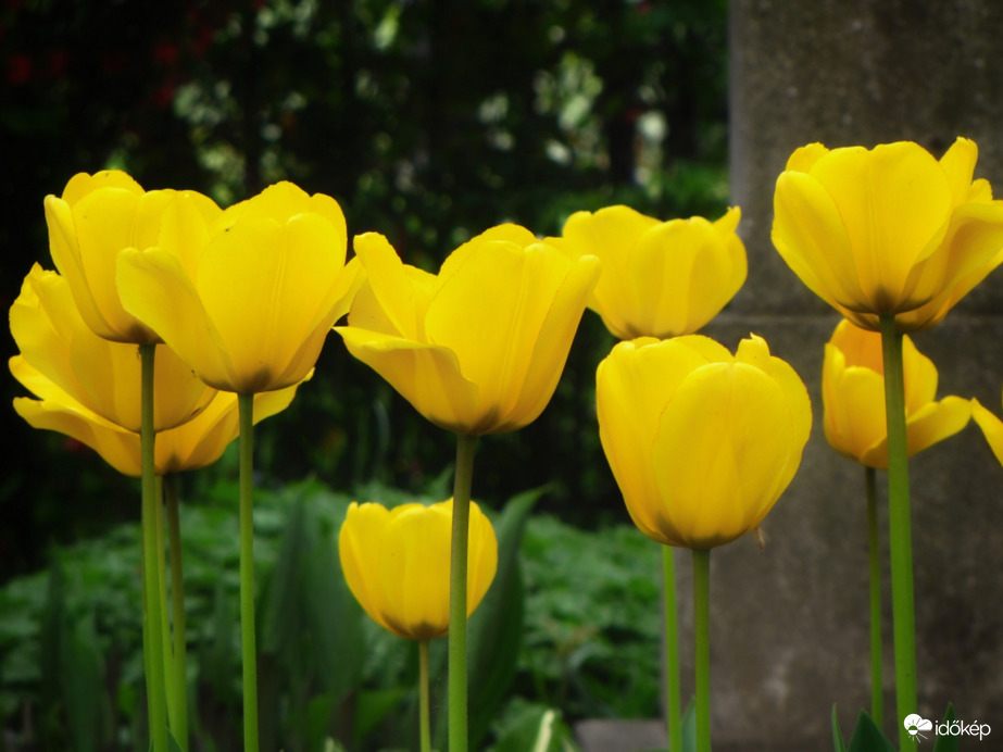 Sárga tulipánok