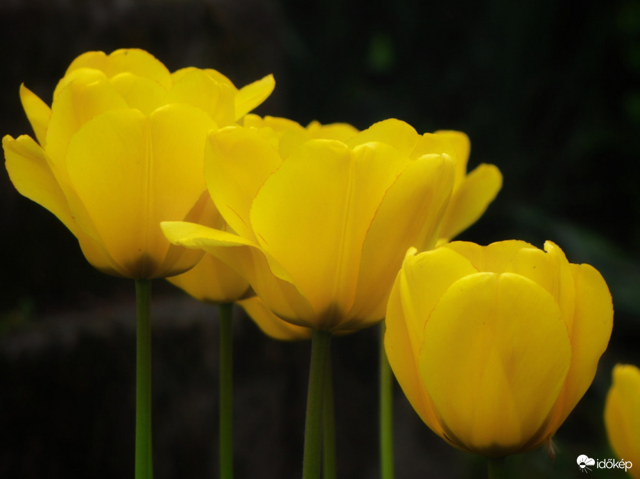 Sárga tulipánok