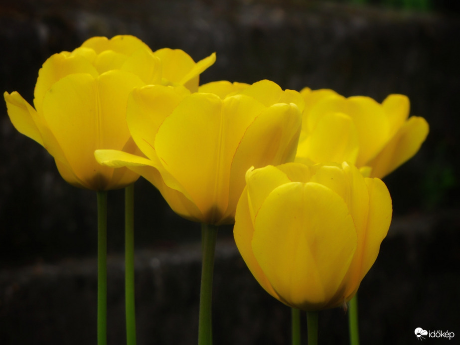 Sárga tulipánok