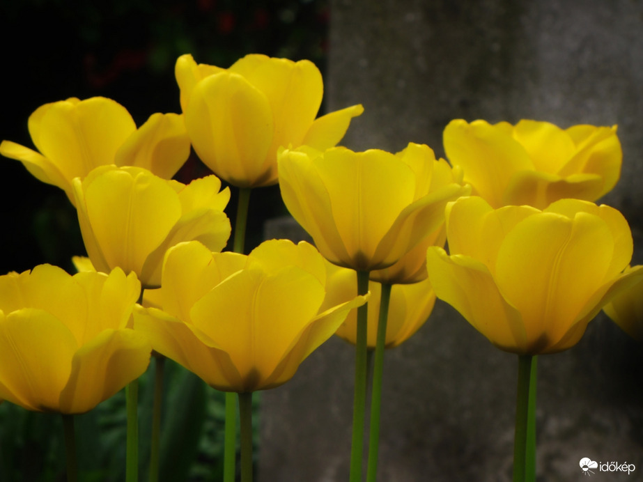 Sárga tulipánok