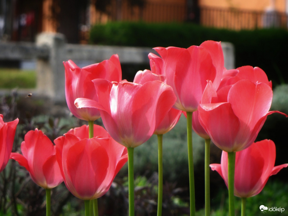 Piros tulipán