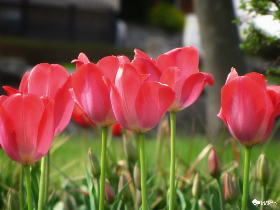 Piros tulipán
