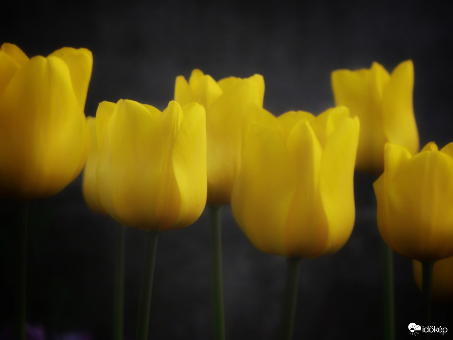Sárga tulipánok