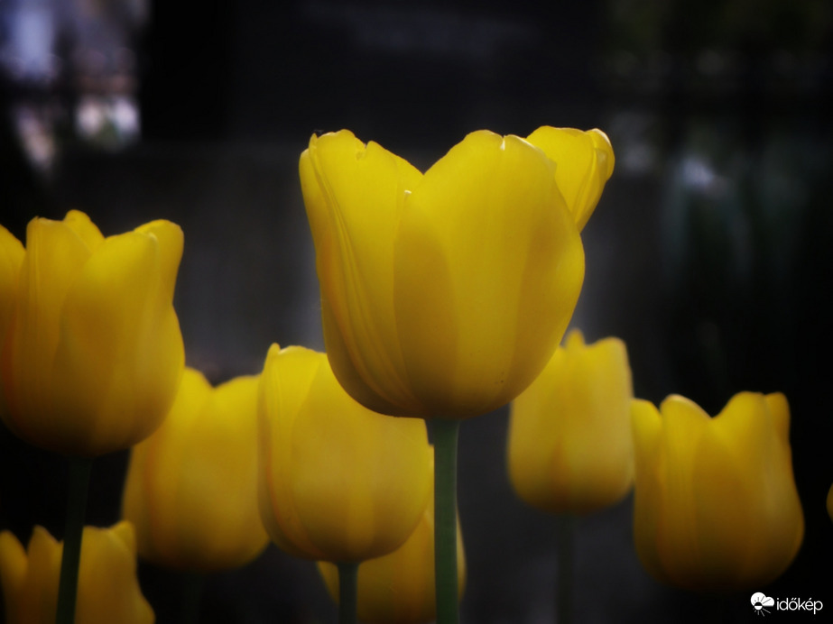 Sárga tulipánok