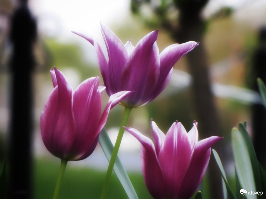 Tulipánok