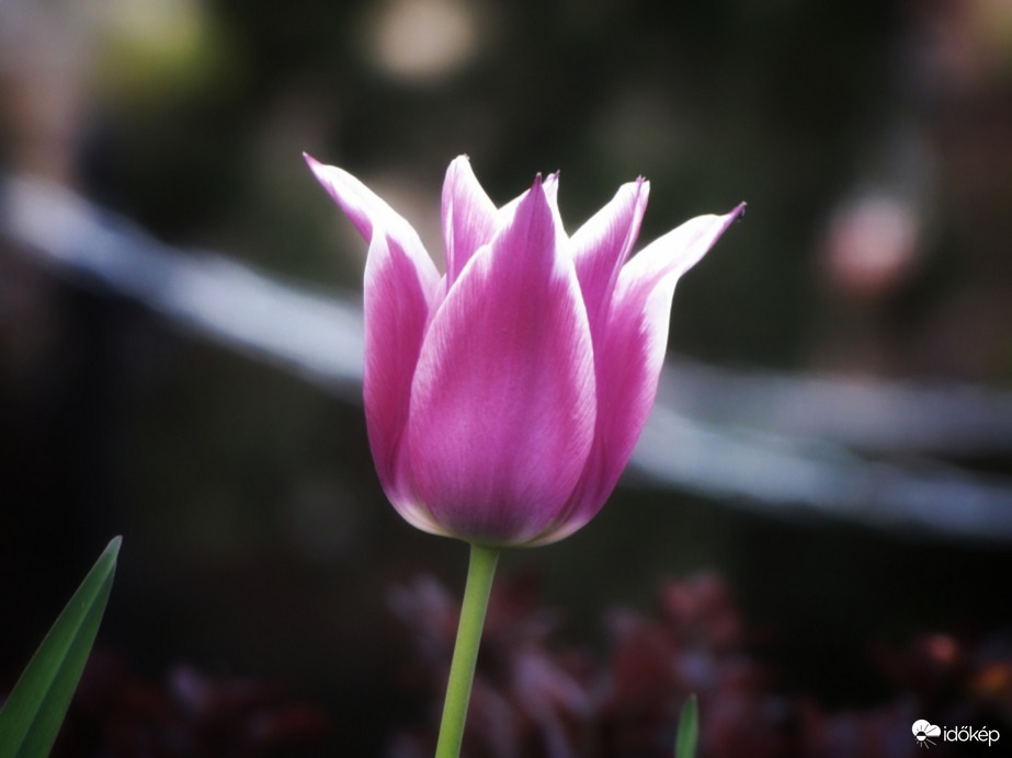 Tulipánok