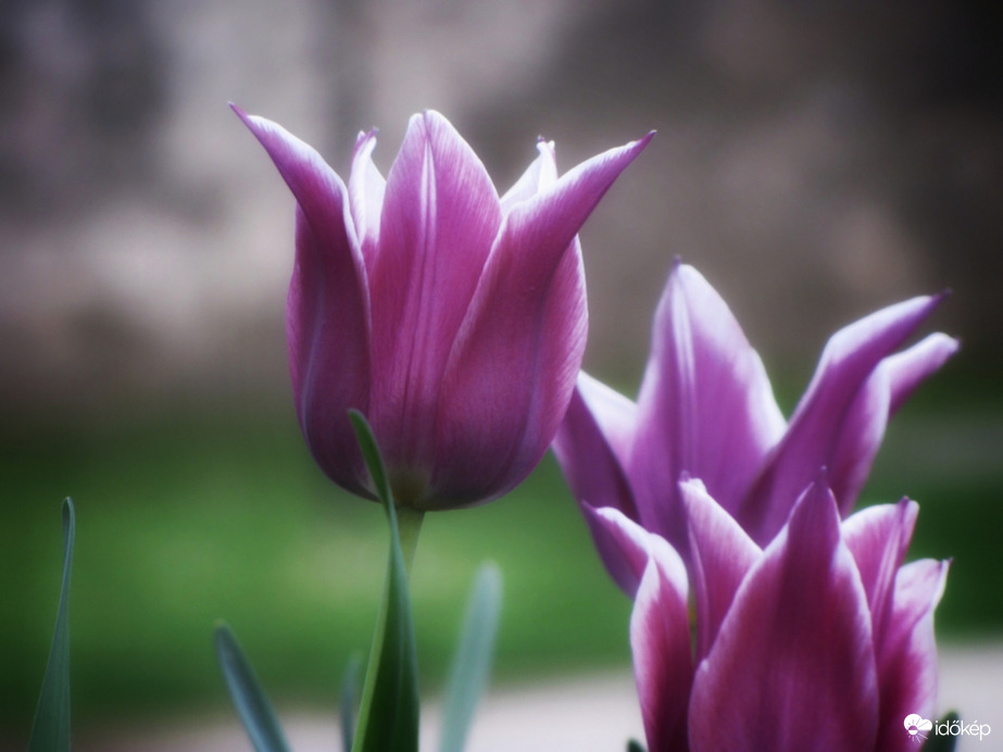 Tulipánok
