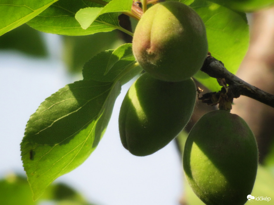 Bőséges termést hoz idén a sárgabarack