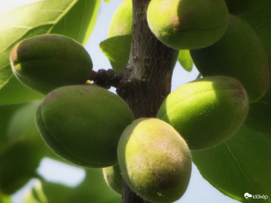 Bőséges termést hoz idén a sárgabarack