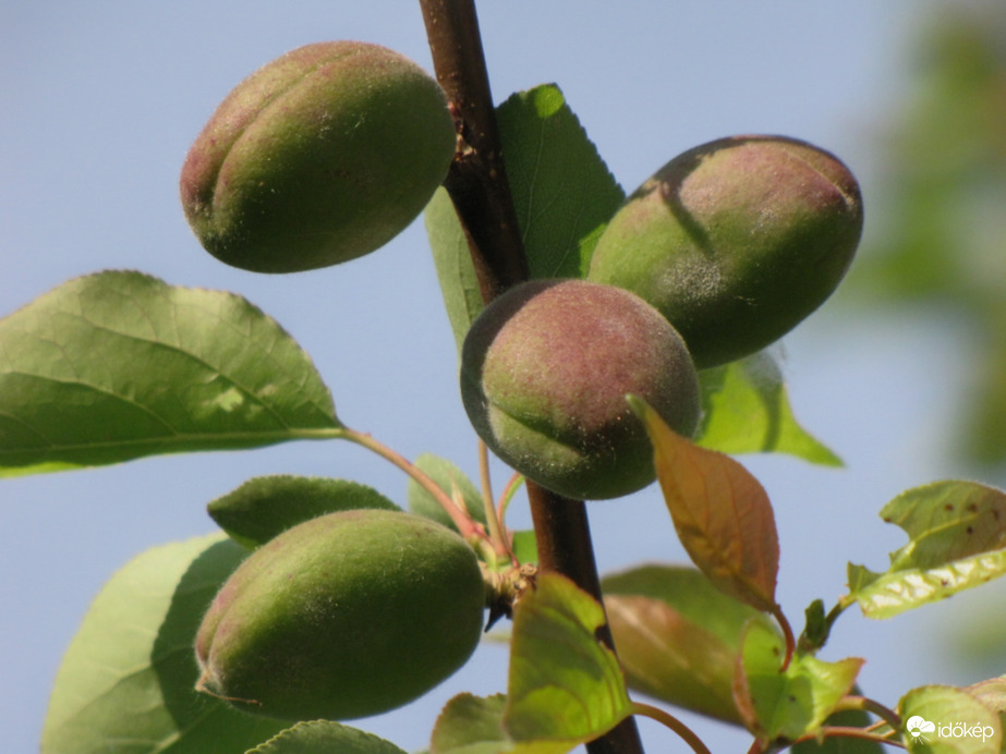 Bőséges termést hoz idén a sárgabarack