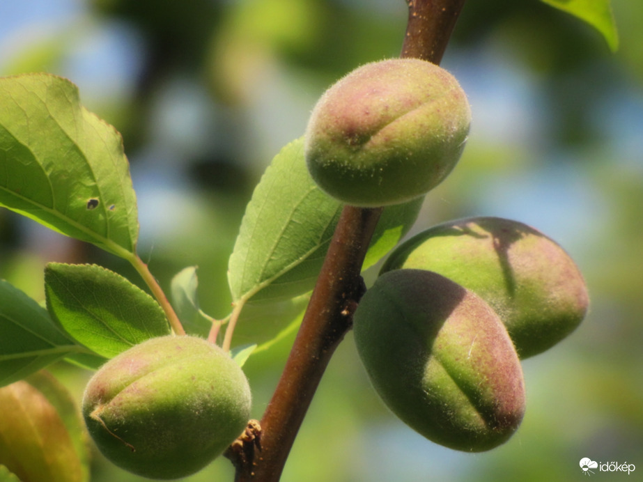 Bőséges termést hoz idén a sárgabarack