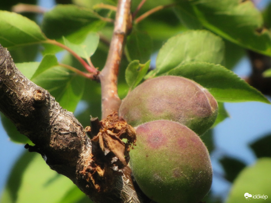 Bőséges termést hoz idén a sárgabarack