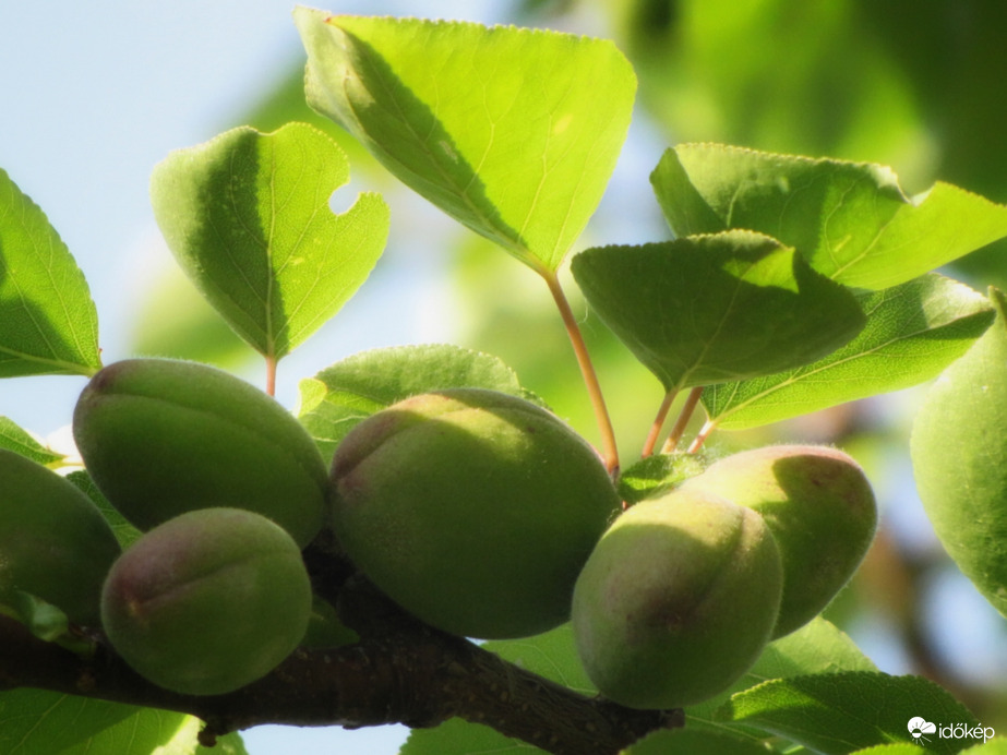 Bőséges termést hoz idén a sárgabarack