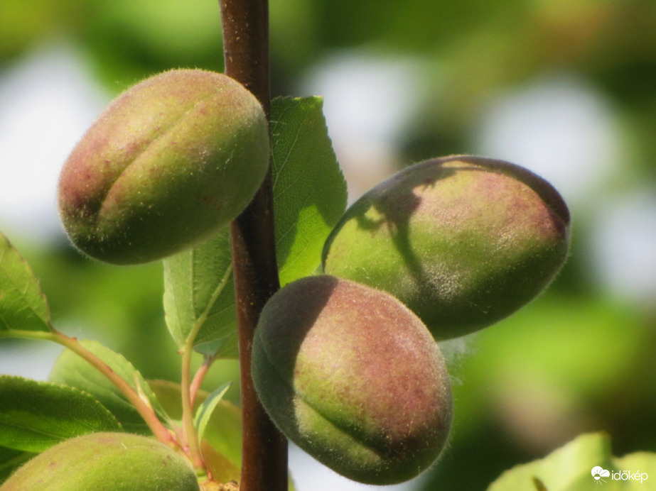 Bőséges termést hoz idén a sárgabarack