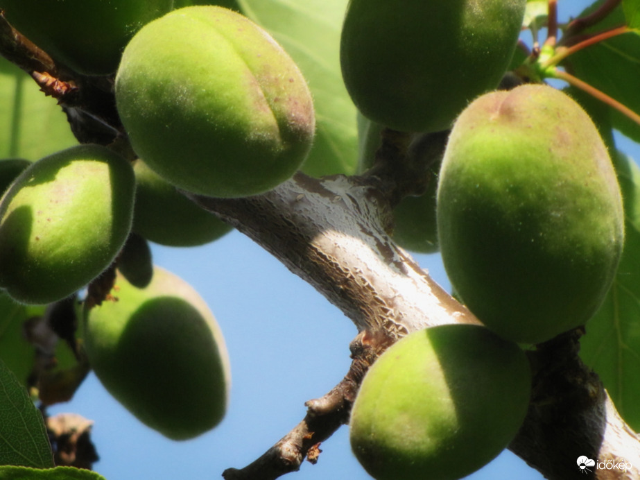 Bőséges termést hoz idén a sárgabarack