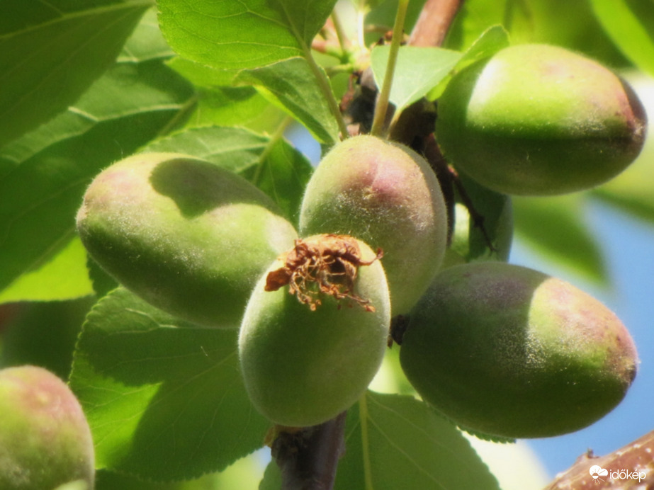 Bőséges termést hoz idén a sárgabarack