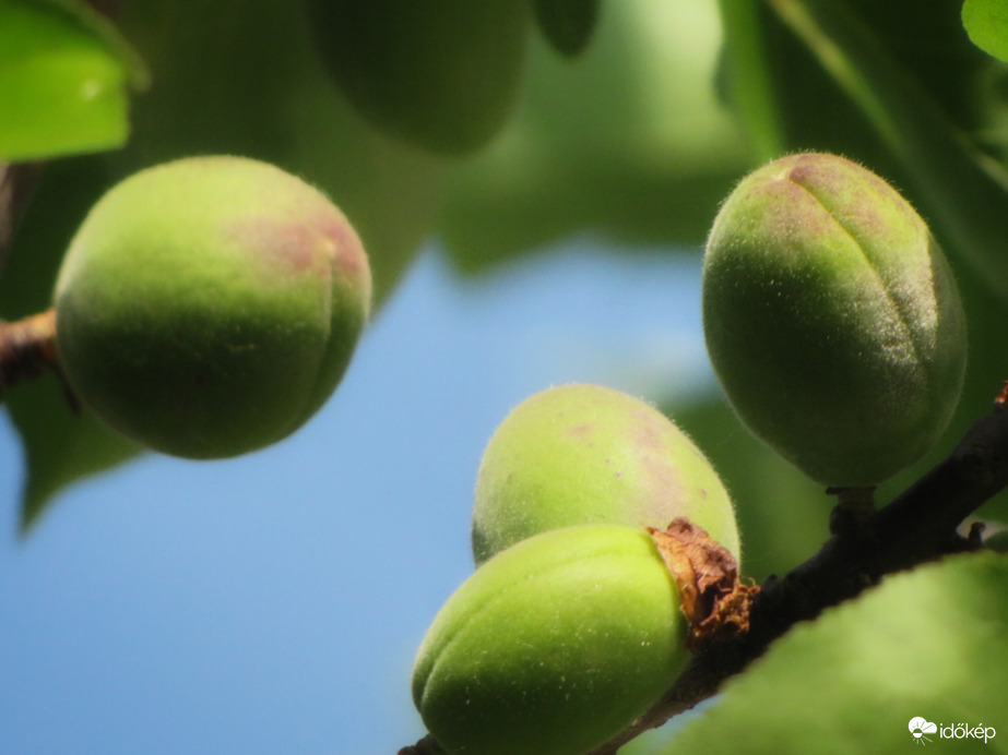 Bőséges termést hoz idén a sárgabarack