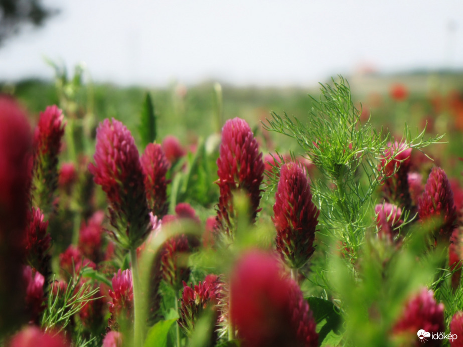 Bíborhere Szákszend határában 05.22.