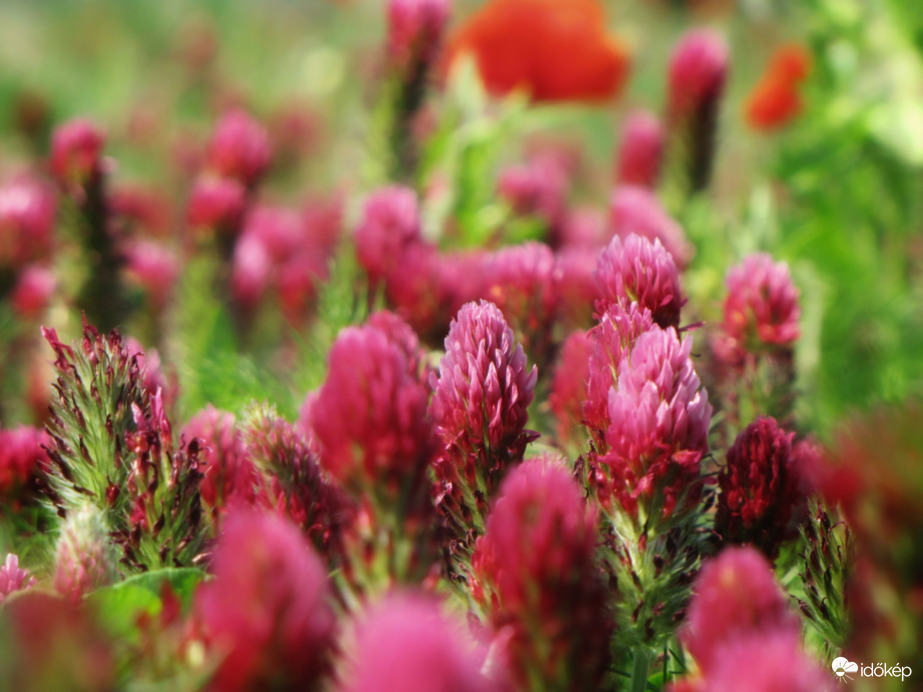 Bíborhere Szákszend határában 05.22.